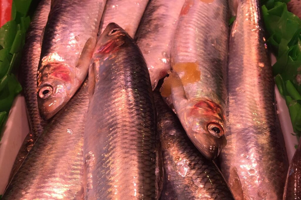 Kurstag Fischerei in der Kieler Forschungswerkstatt