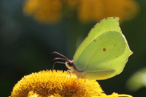 In dem Projekt Blütenbunt-Insektenreich wollen die Verbundpartner für den Schutz der Insektenvielfalt sensibilisieren