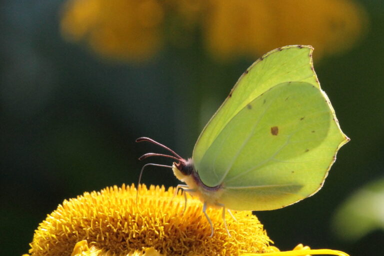 Verbundprojekt Blütenbunt-Insektenreich