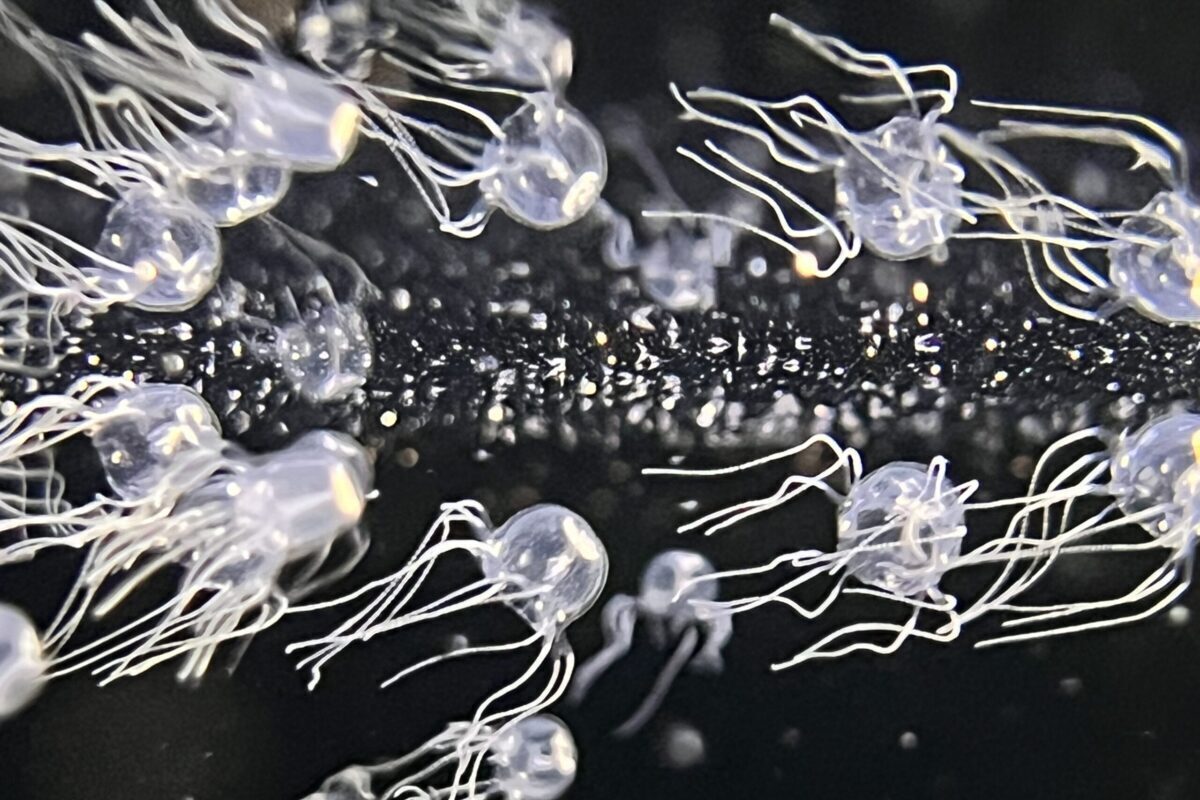 Schülerinnen und Schüler erfahren mehr über das Verhalten einer Würfelquale im Aquarium